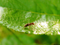 Маленький беспризорный муравей не представляет из себя никакой силы, и только миллионы этих насекомых легко берут власть в свои руки (пардон, лапы) в любой части света с подходящим климатом.