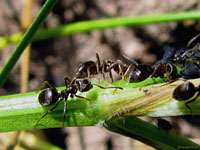 Чтобы стадо ленивых тлей двигалось быстрее по стеблю растения, сразу три черных муравья погоняют доверенный им скот. Ведь от успешной пастьбы во многом зависит жизнь многих обитателей муравейника.