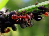 Несчетные полчища тли покрывают стебли и листья разных растений начиная с самой весны, и муравьи всегда с ними рядом – фото.