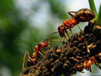 Систематическое применение ядов делает насекомых-вредителей менее чувствительными к ним, поэтому пусть лучше с тлями занимаются муравьи…