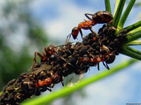 Если прислушаться в полной тишине, можно услышать чуть слышный шелест. Это муравьи щекочут своих тлей, чтобы получить медвяную росу.