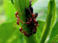 Чтобы отобрать из растительного сока побольше белка, тля не станет пресмыкаться перед муравьями, и сделает по-своему.