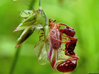Если это и не любовь в обычном понимании слова то, в любом случае, муравей дарит тле весьма жаркий поцелуй.