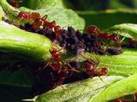 На этом фото тли на самом деле напоминают стадо неразумного скота, и муравьям приходится ежедневно выделять сразу несколько рабочих, чтобы присматривать за ними.