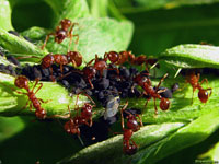 Живущая бок о бок с муравьями тля не является рекордсменом по многочисленности производимого на свет потомства, потому что две-три сотни детенышей – это не так уж и много.