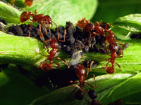 В этом скоплении тлей муравьям не так-то просто выявить малоудойных особей, чтобы беспощадно расправиться с ними.