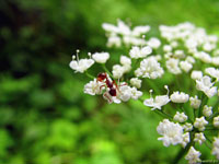 Крошка муравей засунул голову в середину цветка, чтобы попить нектара, так как тлей здесь нет и рассчитывать особо не на кого – фото.