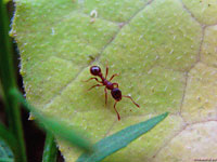 Этот муравей пока еще не нашел на листе растения ничего путного, но весь день еще впереди, и он еще успеет поучаствовать в каком-нибудь приключении.