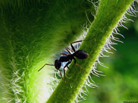 Крупный черный муравей, который просто живет своей жизнью и не задумывается, есть ли природе от его существования какая-нибудь польза, или нет – фото.