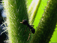Уже несколько часов не нашедший ни одного вредителя и почти отчаявшийся черный муравей – фото.