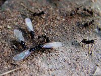 Крылатым муравьям не терпится подняться в брачный полет, и приставленному к ним солдату стоит большого труда удержать их от этого опрометчивого поступка.