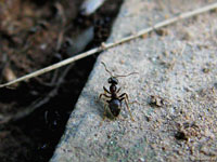 Этот муравей уже в курсе, какой вид вредителей в данный момент особенно сильно размножился на контролируемой им территории, но пока никого не обнаружил.