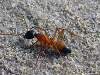 Большой черный муравей обследует прибрежную полосу Средиземного моря на предмет наличия враждебно настроенных кланов муравьев – фото.