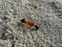 Желтый муравей торопливо бежит по своим делам и не представляет, какую огромную роль он приносит лесам в непрекращающейся борьбе с насекомыми-вредителями.