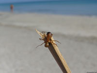 Бросившийся в атаку на деревянную щепку муравей – фото.