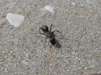 Когда муравей неторопливо бежит по прибрежной полосе синего моря, сразу и не скажешь, какая у него профессия…