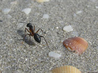 На поиски продовольствия обычно высылается весьма инициативный муравей, так как безынициативные особи для такого важного дела абсолютно непригодны.