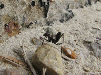 В Тунисе муравьи чувствуют себя ничуть не хуже, чем в других частях света, а для самозащиты используют весьма неприятное жало, находящееся в брюшке.
