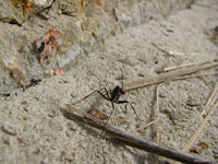 Этот муравей весьма хорошо ориентируется на вверенном ему участке, и едва завидев фотокамеру, принимает решение свалить поближе к своему муравейнику.