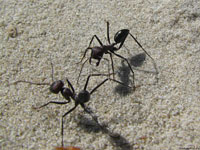 По внешнему виду двух муравьев, случайно встретившихся в пустыне, сложно сказать, уважают ли они друг друга.