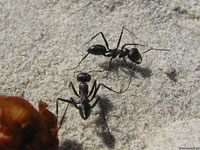 Два муравья принимают решение, стоит ли именно сейчас начинать выяснять отношения, когда рядом лежит добыча, которую нужно совместными усилиями доставить в гнездо.