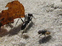 Этот черный муравей замер и собирается напасть на муху, но у мухи настолько хорошая реакция, что она ничуть его не боится.