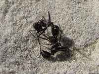 Когда два муравья начинают сражаться между собой, каждый пытается укусить соперника жвалами или пронзить жалом и впрыснуть кислоту, которая находится в брюшке.