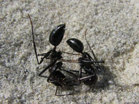 В ходе поединка оба муравья смогли нокаутировать друг друга, и чтобы восстановить силы, им нужно некоторое время.