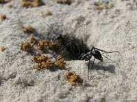 Два муравья-охранника решили выглянуть из гнезда и прикинуть, не собирается ли кто-нибудь в ближайшее время напасть на их дыру - фото.