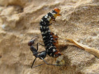 Черный муравей учит уму-разуму упитанную гусеницу, опрометчиво заползшую на его личную территорию.
