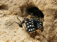 Обычно, чтобы поймать и съесть гусеницу, муравьям приходится уходить далеко от гнезда, а тут обед сам пожаловал прямо к входу в гнездо.