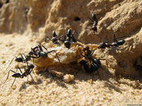Прежде, чем начать двигать в сторону своего гнезда столь ценный груз, муравьи решили посоветоваться, чтобы скоординировать свои действия.