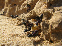 Если навалиться всем миром, то можно любой, даже самый тяжелый груз запихнуть в свой дом. И тунисские муравьи, не смотря на оранжевую революцию, прекрасно об этом знают.