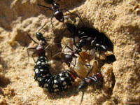 Если бы составляющие семью муравьи не умели координировать свои действия и не подчинялись общей задаче, их общество неминуемо распалось бы.