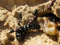 Пока люди не научились оберегать муравьев и разводить их в промышленных масштабах, муравьи решили позаботиться о себе сами, и поймали гусеницу.