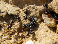 Поняв, что они не скоро дождутся от людей открытия настоящего муравьиного хозяйства, муравьи решили подкрепиться, и начали делить гусеницу.
