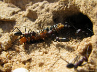 Пока не закончился период активной охотничьей деятельности, муравьи спешат затащить толстую гусеницу в свое гнездо и по братски поделить – фото.