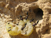 Не обращая никакого внимания на активизацию творцов и покровителей леса, муравьи продолжали заниматься своими делами.