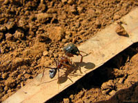 Еще Фридрих Энгельс писал, что некоторые животные располагают органами-орудиями, которыми и являются жвала. Но у этого муравья с огромной головой жвала особенно крупные.