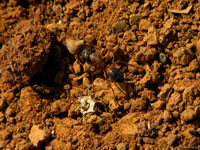 Порядок, который муравьи соблюдают в строительных операциях, и усердие, с которым они укрепляют свое строение, фактически являются половиной сопутствующего им успеха.