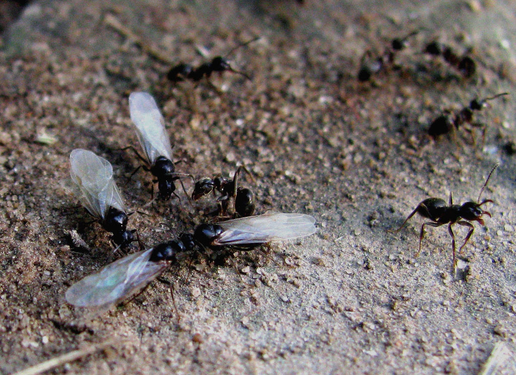 Крылатых муравьев. Муравьи с крыльями. Самки муравьев с крыльями. Муравьиная матка с крыльями. Крылатые муравьи.